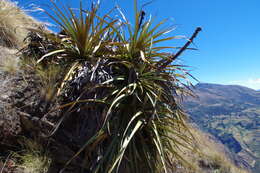 Image of Puya stipitata L. B. Sm.