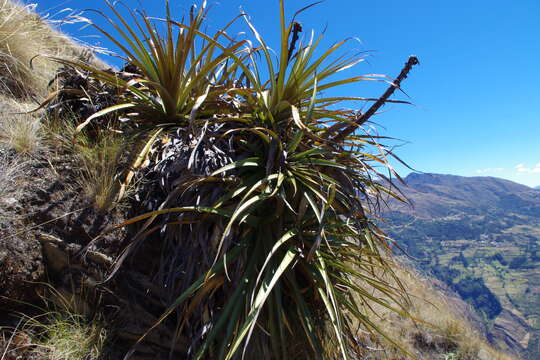 Image of Puya stipitata L. B. Sm.