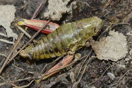 Image of Epipodisma pedemontana (Brunner von Wattenwyl 1882)