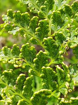 Image of Woolly Tree Fern