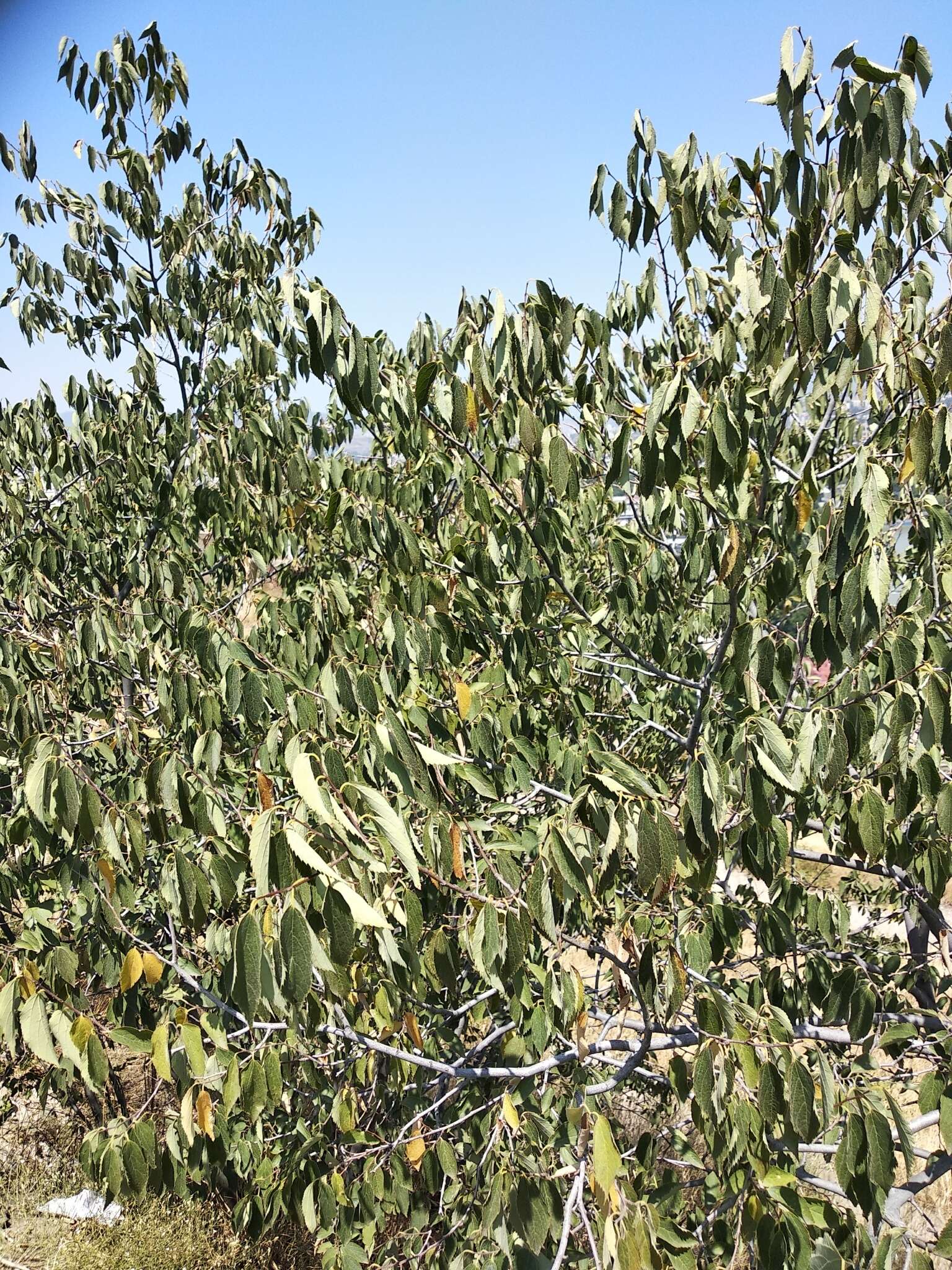 Image of Caucasian hackberry