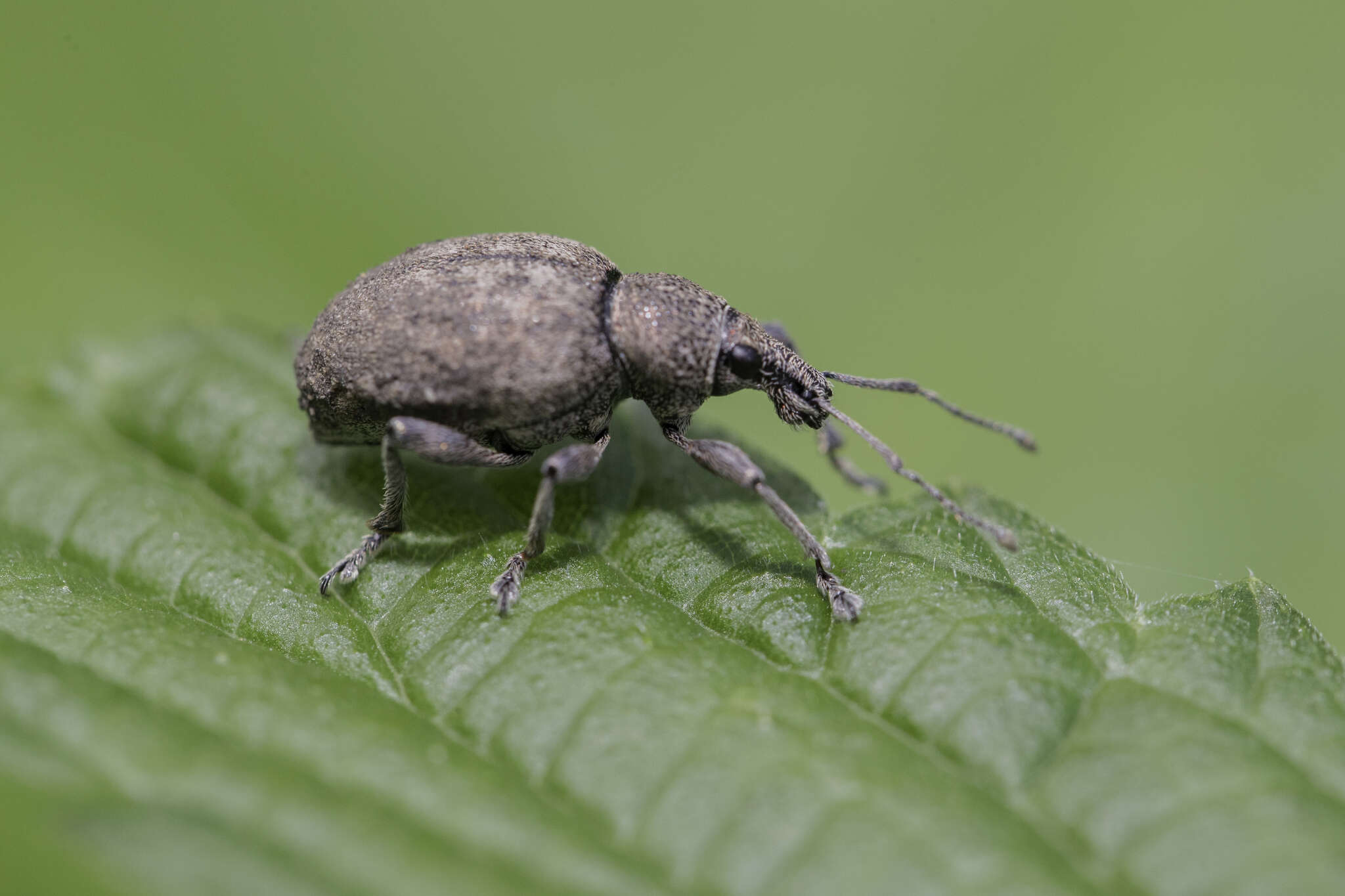 Image of lovage weevil