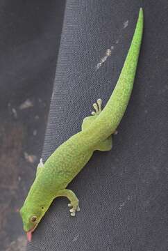 Imagem de Phelsuma v-nigra anjouanensis Meier 1986