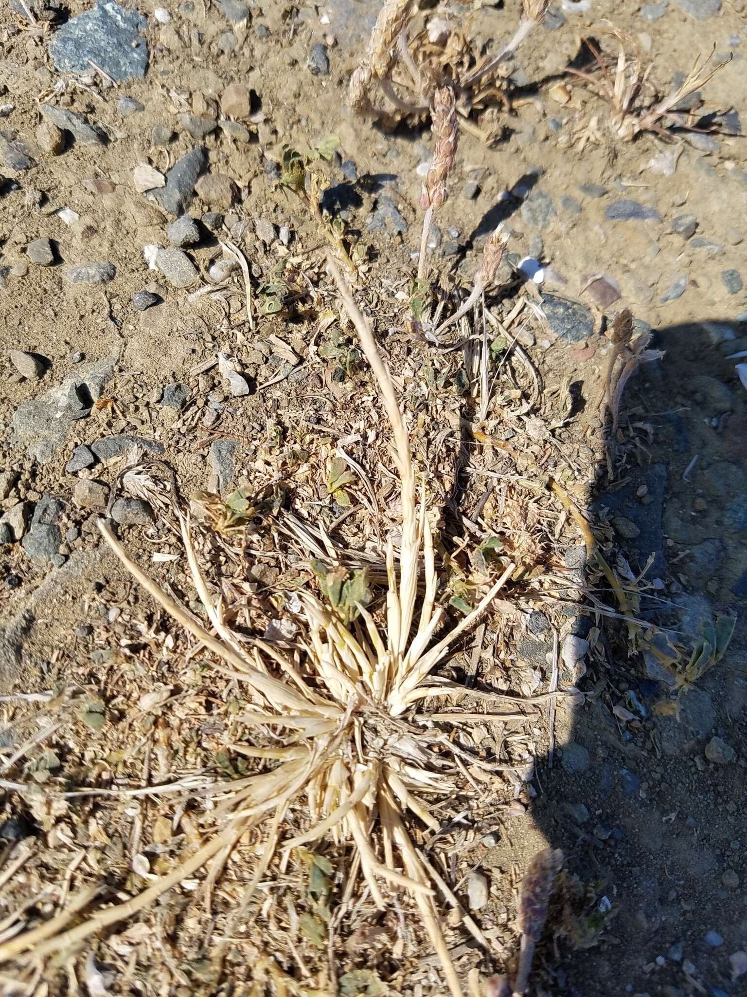 Image of Hainardia cylindrica (Willd.) Greuter