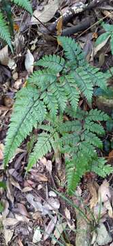 Plancia ëd Athyrium arisanense (Hayata) Tag.