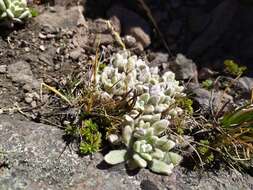 Imagem de Draba nivicola Rose