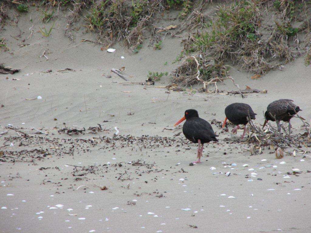 Image of Variable Oystercatcher