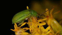 Image of Northern Corn Rootworm