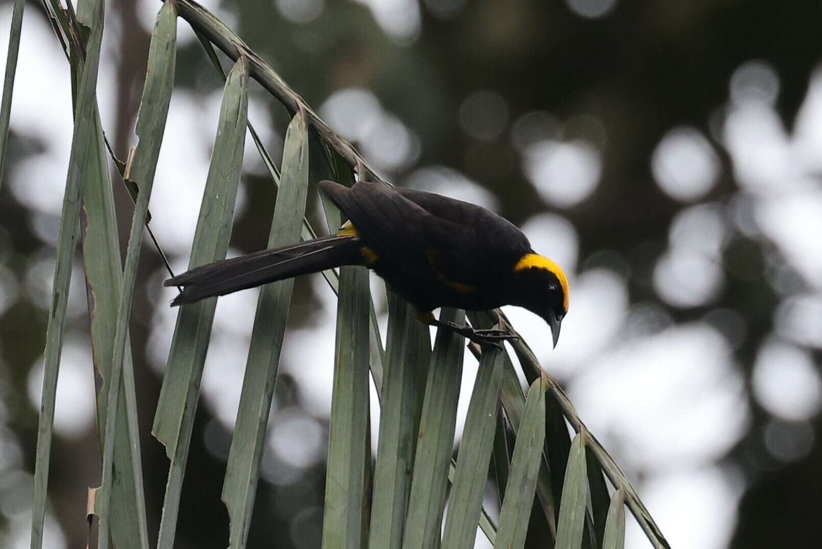 Icterus cayanensis (Linnaeus 1766)的圖片