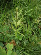 Image of Kamchatka fritillary