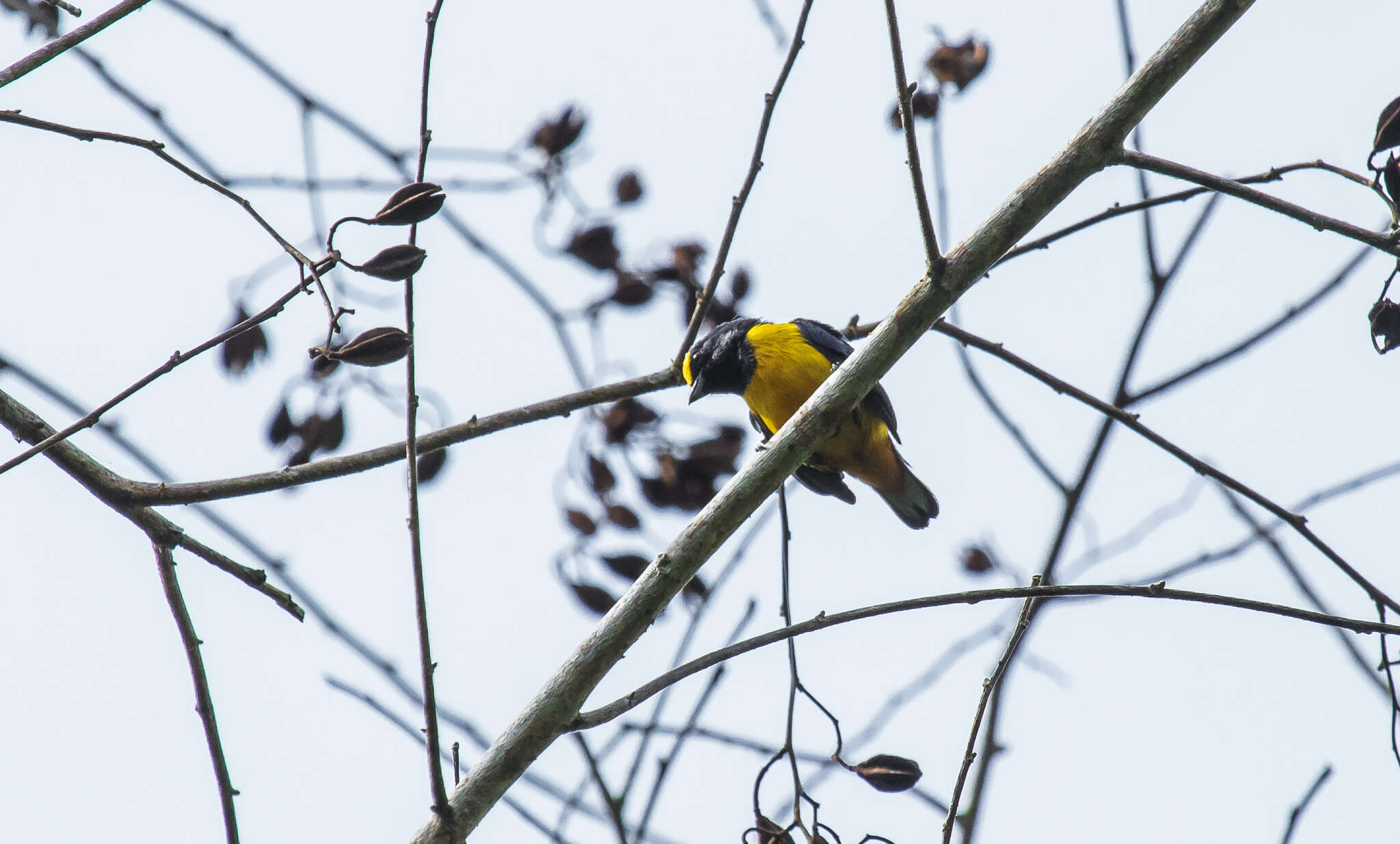 Image of Fulvous-vented Euphonia