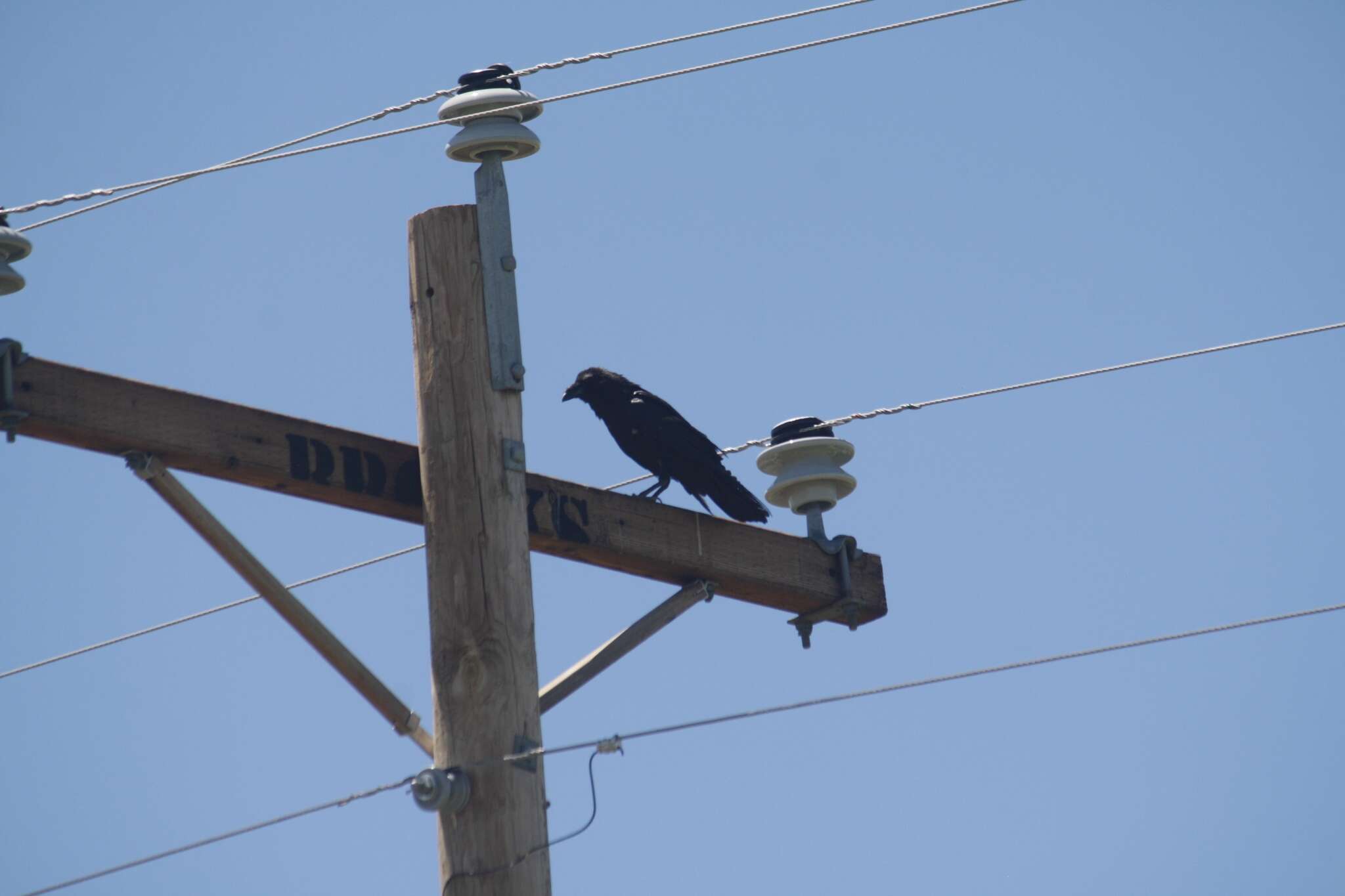 Image of Chihuahuan Raven