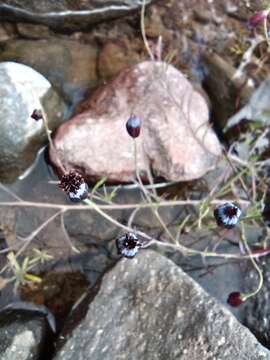 Image of Porophyllum linaria (Cav.) DC.