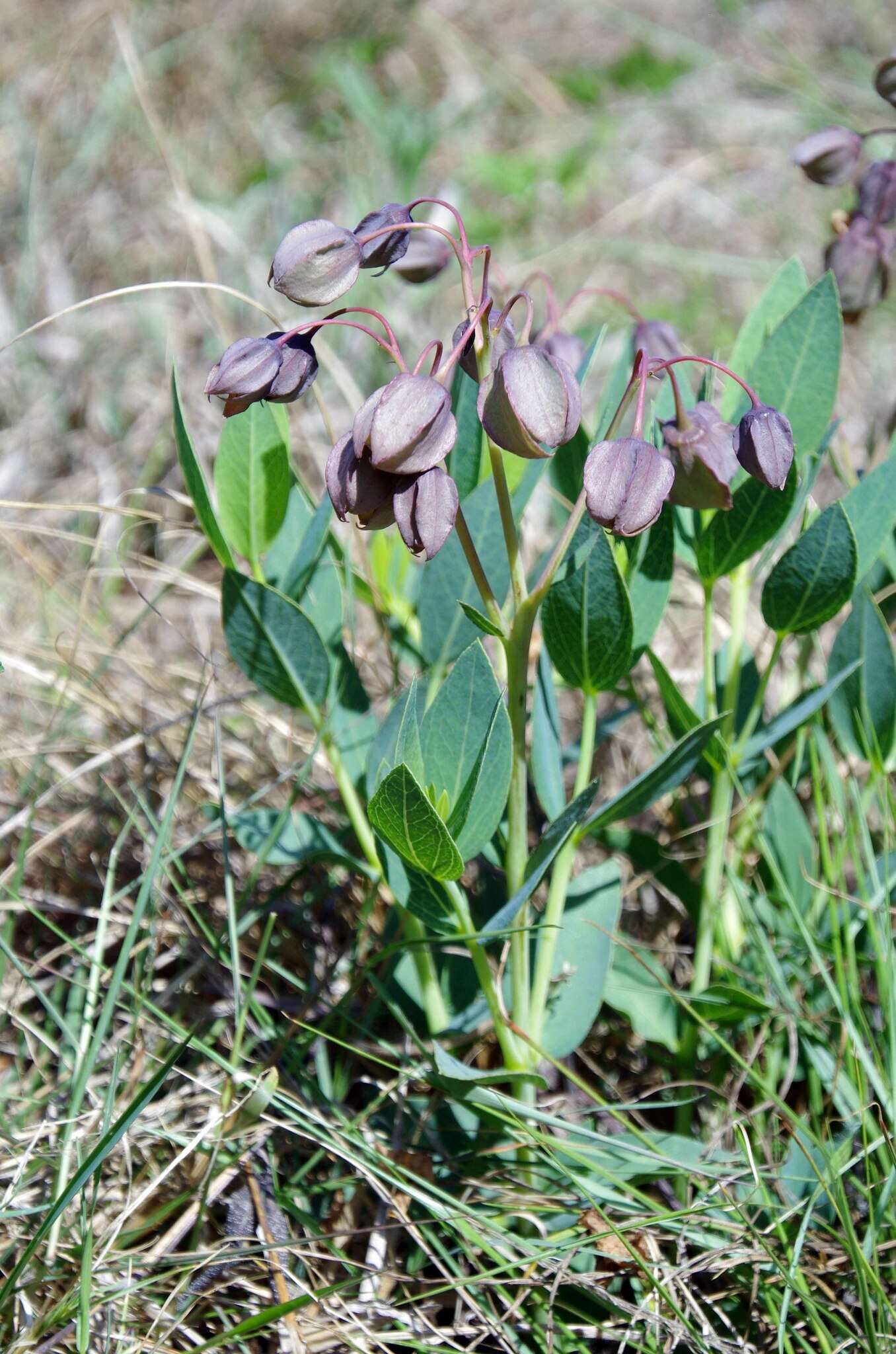 Imagem de Trichodesma physaloides (Fenzl) A. DC.