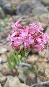 Image of Alstroemeria revoluta Ruiz & Pav.