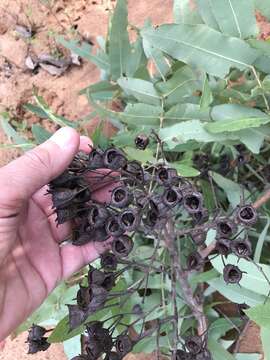 Image of Angophora robur L. A. S. Johnson & K. D. Hill