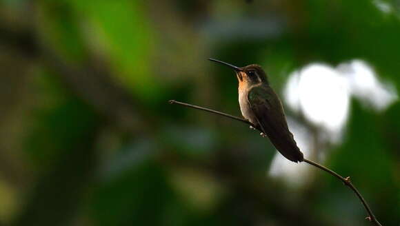 Image of Amethyst-throated Hummingbird