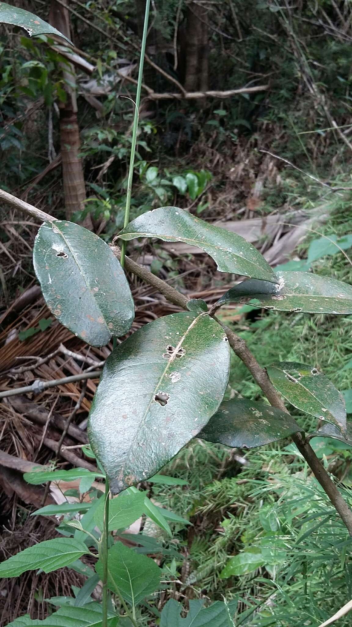 Image of higuero de sierra