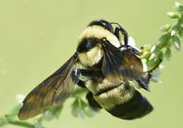 Слика од Bombus fraternus (Smith 1854)