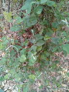 Image de Convolvulus crenatifolius Ruiz & Pav.