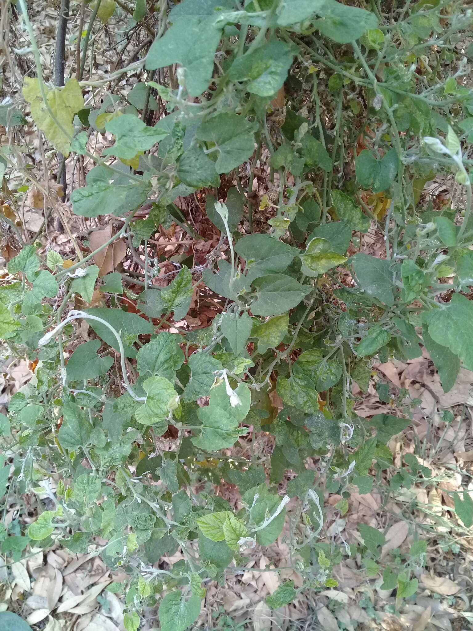 Image de Convolvulus crenatifolius Ruiz & Pav.