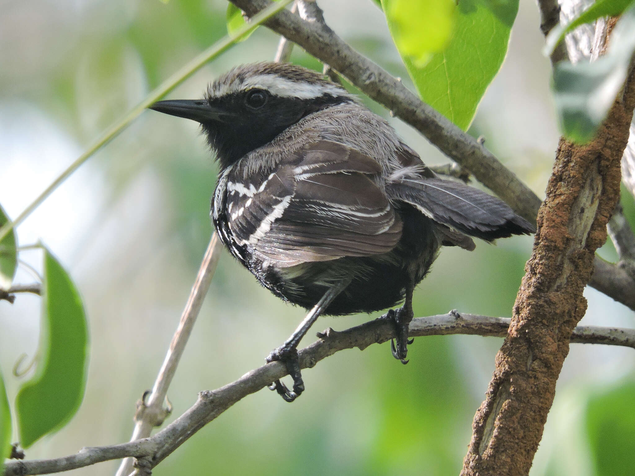 Image of Black-bellied Antwren