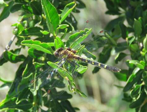 Imagem de Neogomphus edenticulatus Carle & Cook 1984