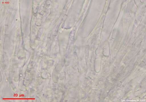 Слика од Pseudoboubovia benkertii (B. Perić) U. Lindem., M. Vega, B. Perić & Tena 2015