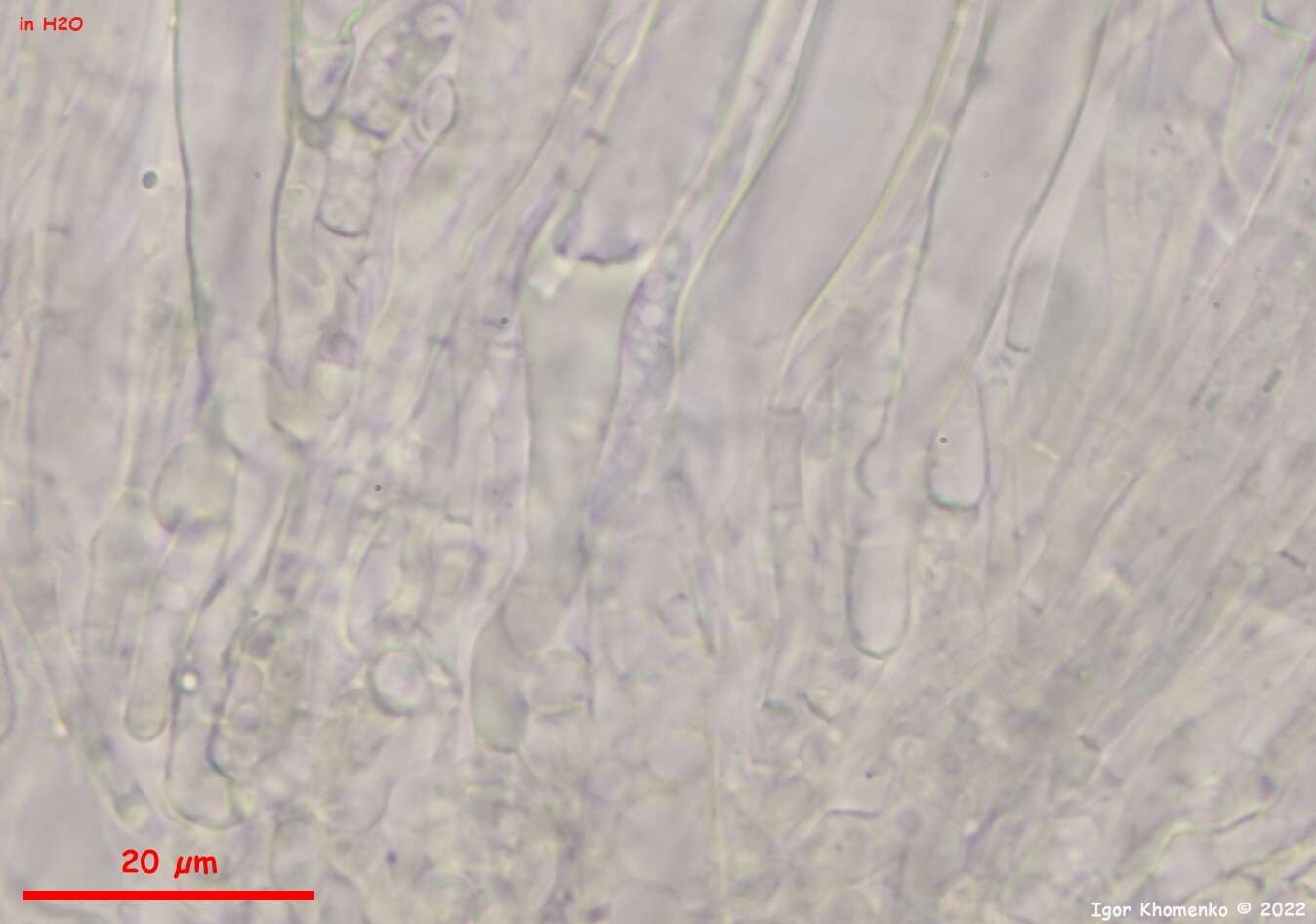 Слика од Pseudoboubovia benkertii (B. Perić) U. Lindem., M. Vega, B. Perić & Tena 2015