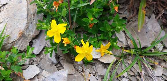 Image of Hypericum nagasawai Hayata