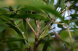 Image of Rhytiphora albocincta (Guérin-Méneville 1831)