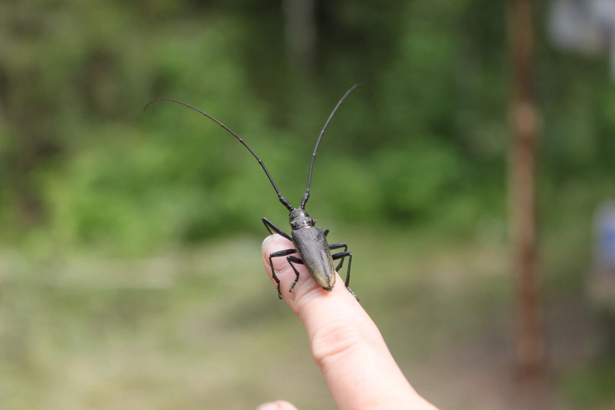 Image of <i>Monochamus sartor urussovii</i>