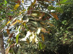 Image of Dipterocarpus alatus Roxb.