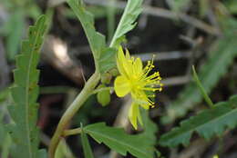 Imagem de Corchorus asplenifolius Burch.