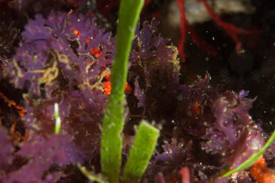 Image of Caulerpa filiformis