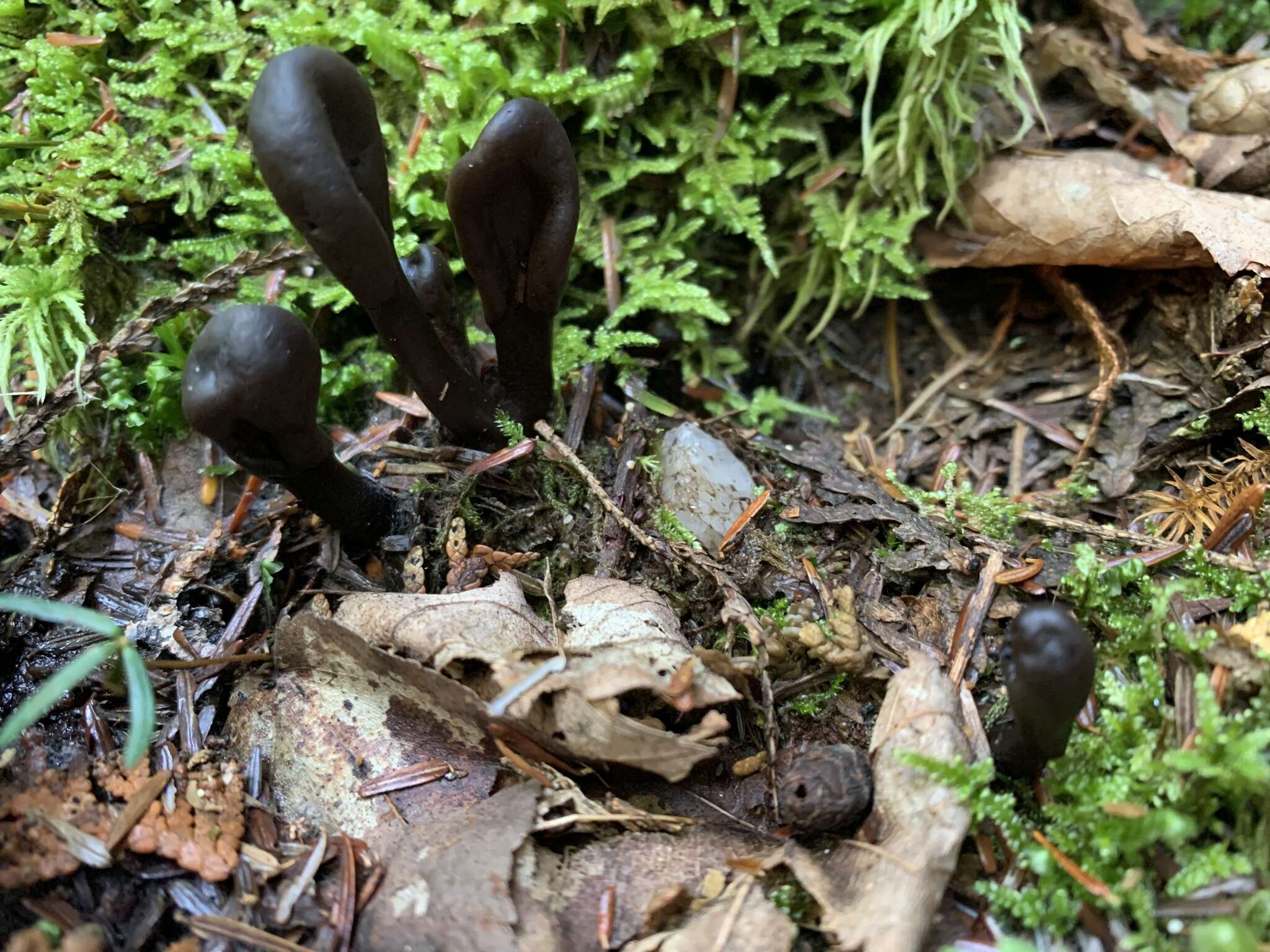 Image of Dark purple earth tongue