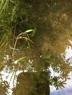 Image of Snail-Seed Pondweed