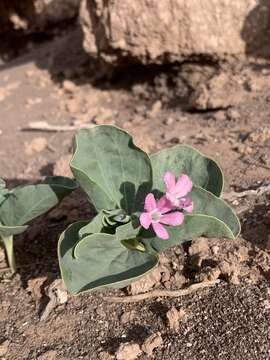 Image of Jones Cycladenia