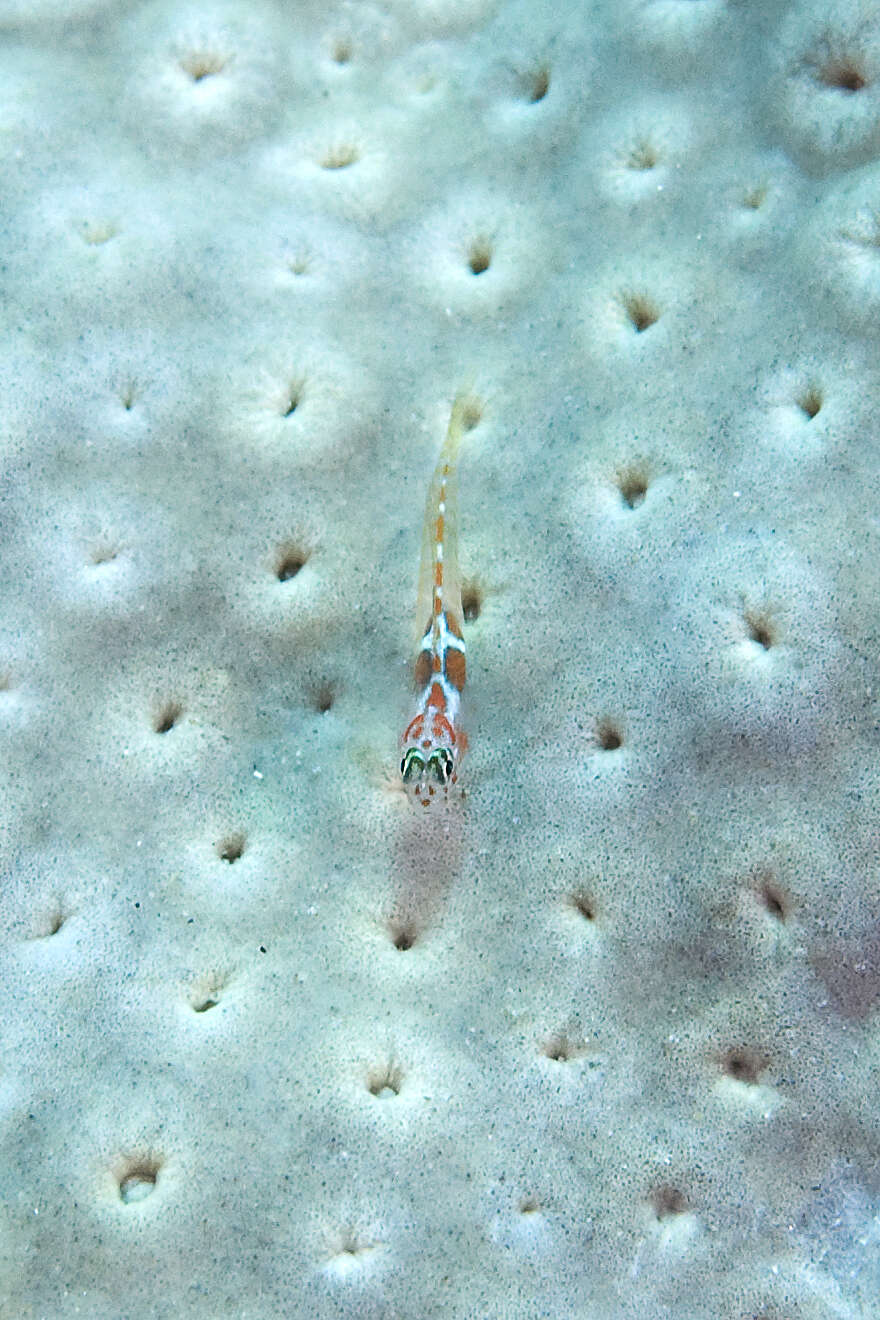 Image of Orangeside Goby