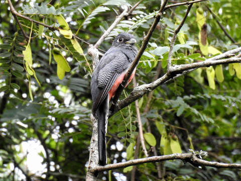 Image of Blue-crowned Trogon