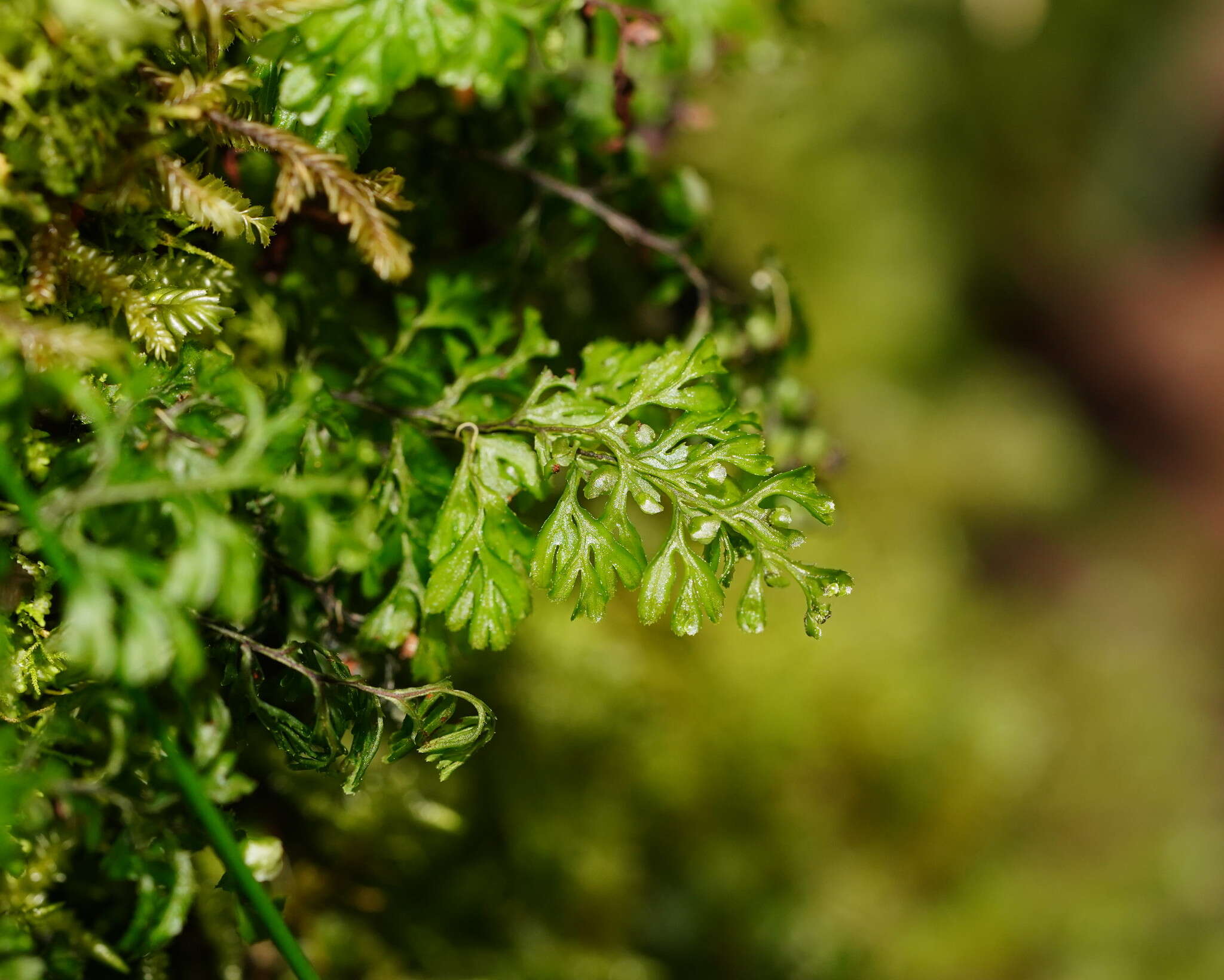 Image of Hymenophyllum cupressiforme Labill.