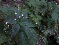 Image of Impatiens brachycentra Kar. & Kir.