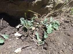 Image of slender woolly buckwheat