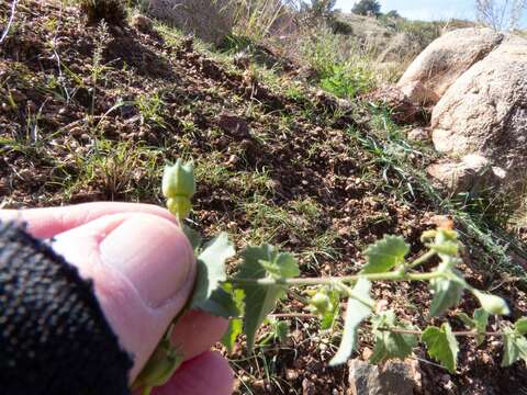 Image of dwarf Indian mallow