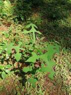 Image of Smallanthus oaxacanus (Sch. Bip. ex Klatt) H. Rob.