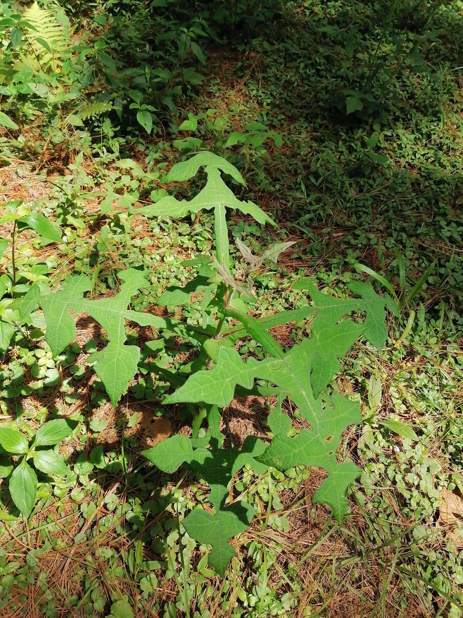 Image of Smallanthus oaxacanus (Sch. Bip. ex Klatt) H. Rob.