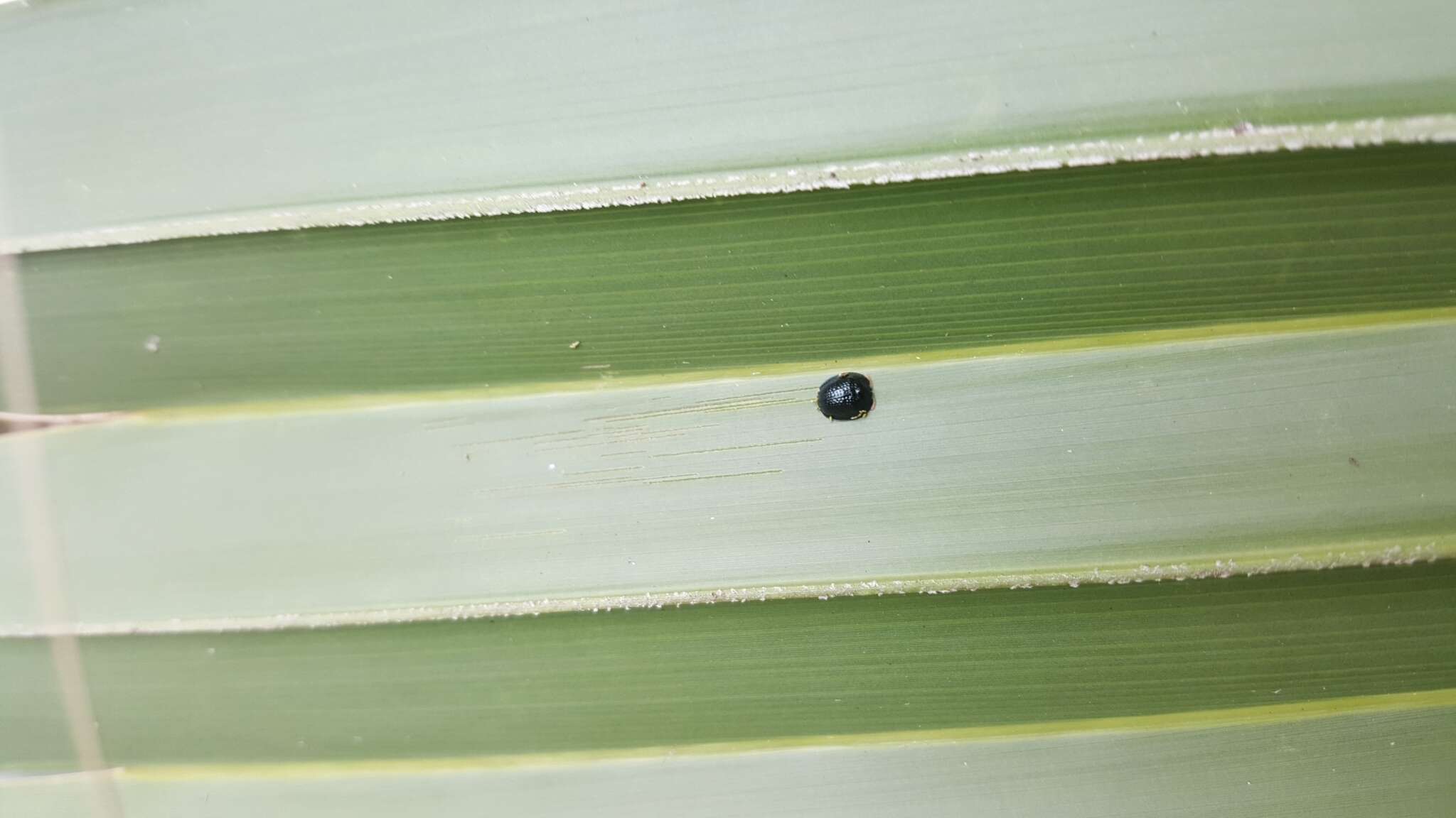 Hemisphaerota cyanea (Say 1824) resmi