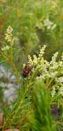 Brunia africana (Burm. fil.) Class.-Bockh. & E. G. H. Oliv. resmi