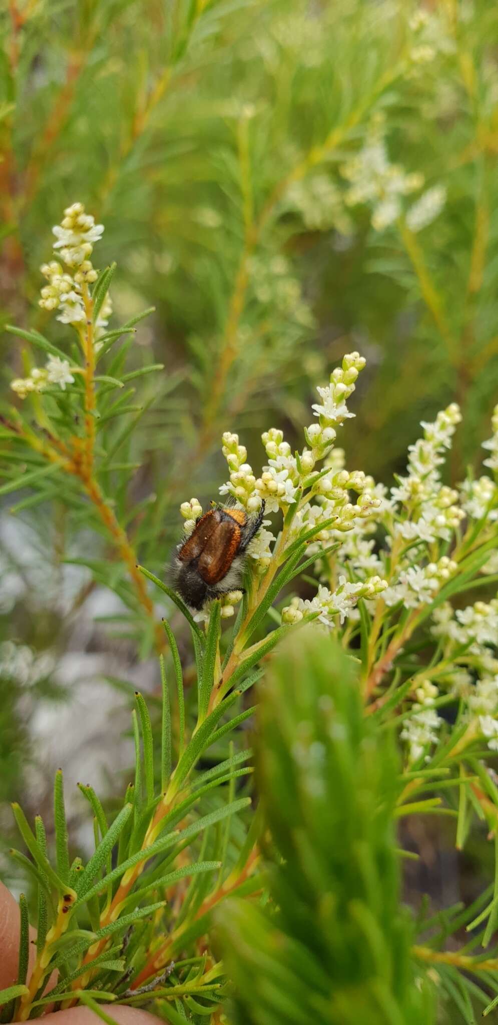 Imagem de Brunia africana (Burm. fil.) Class.-Bockh. & E. G. H. Oliv.