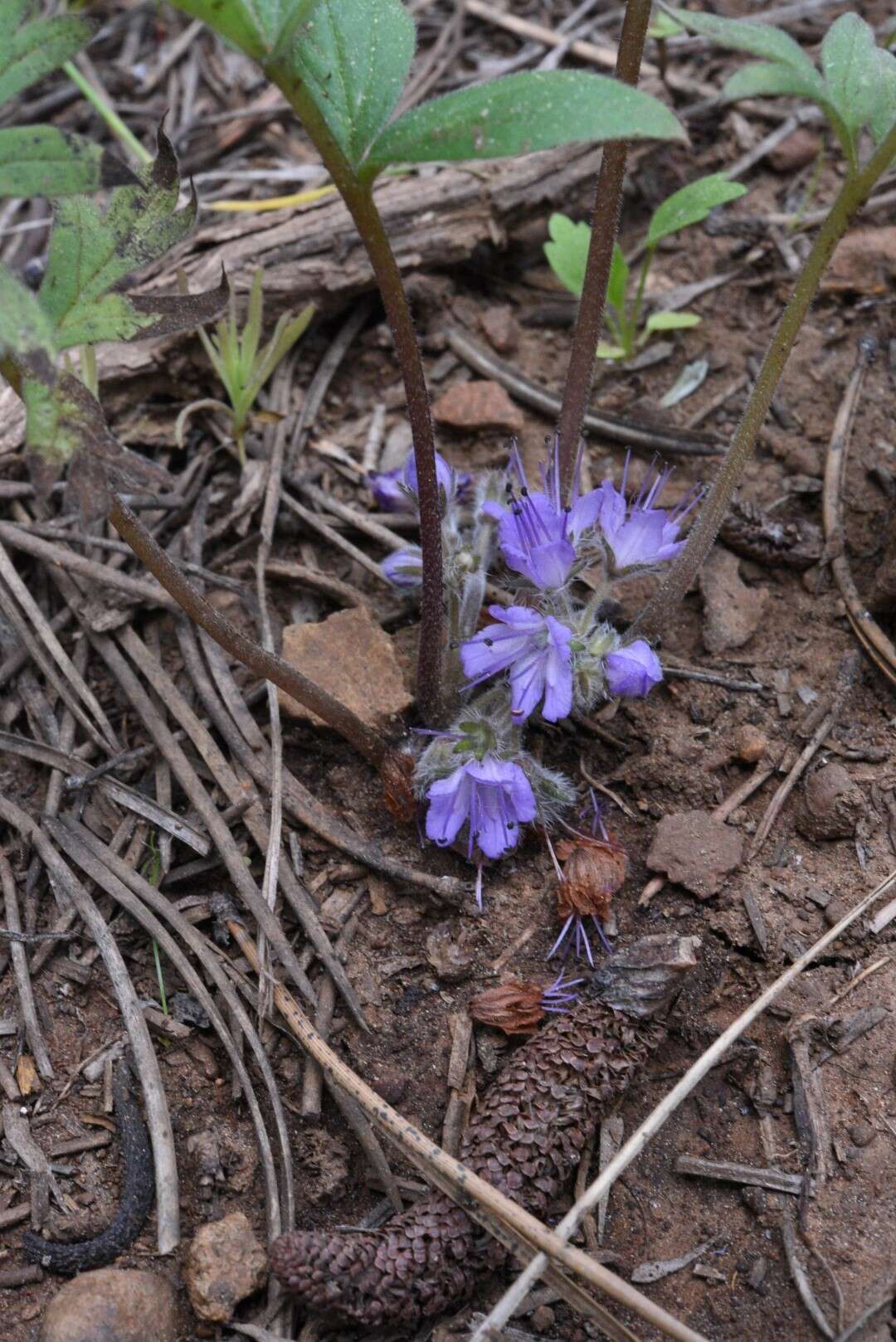 Image of <i>Hydrophyllum alpestre</i>